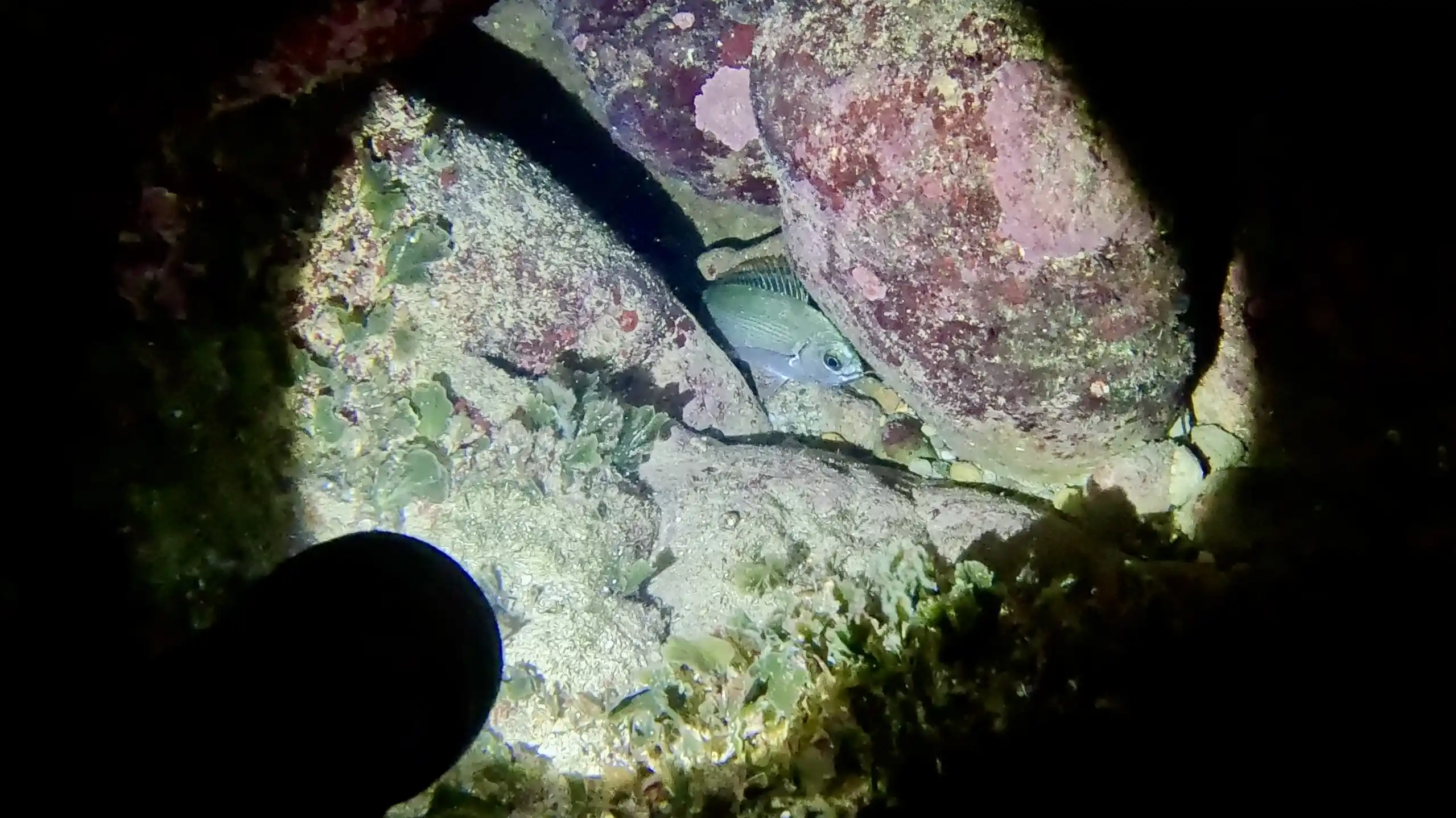 D40 ZOOM ligthing the whole cave when Spearfishing 