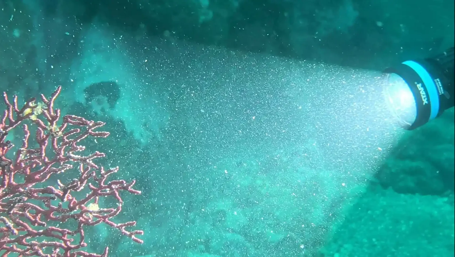 D40 77° wide-angle mode — illuminating entire reef section